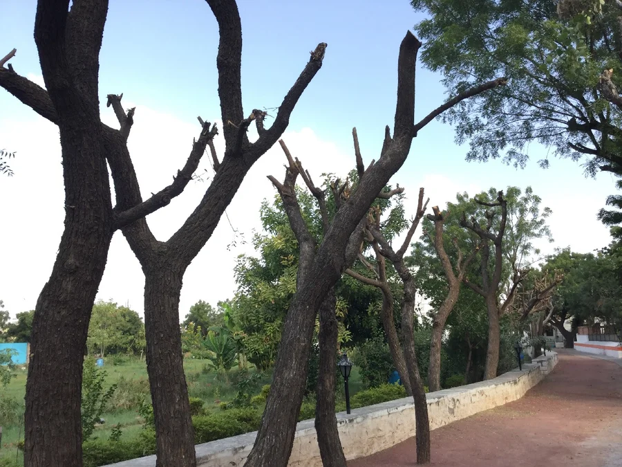 neem trees after heavy pruning 1200
